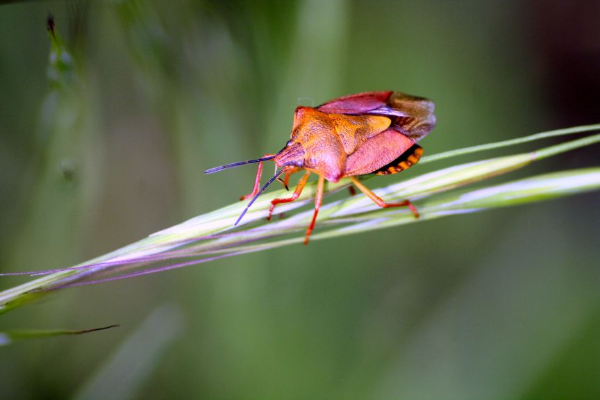 Eurygaster testudinaria?? No, Carpocoris cf purpureipennis
